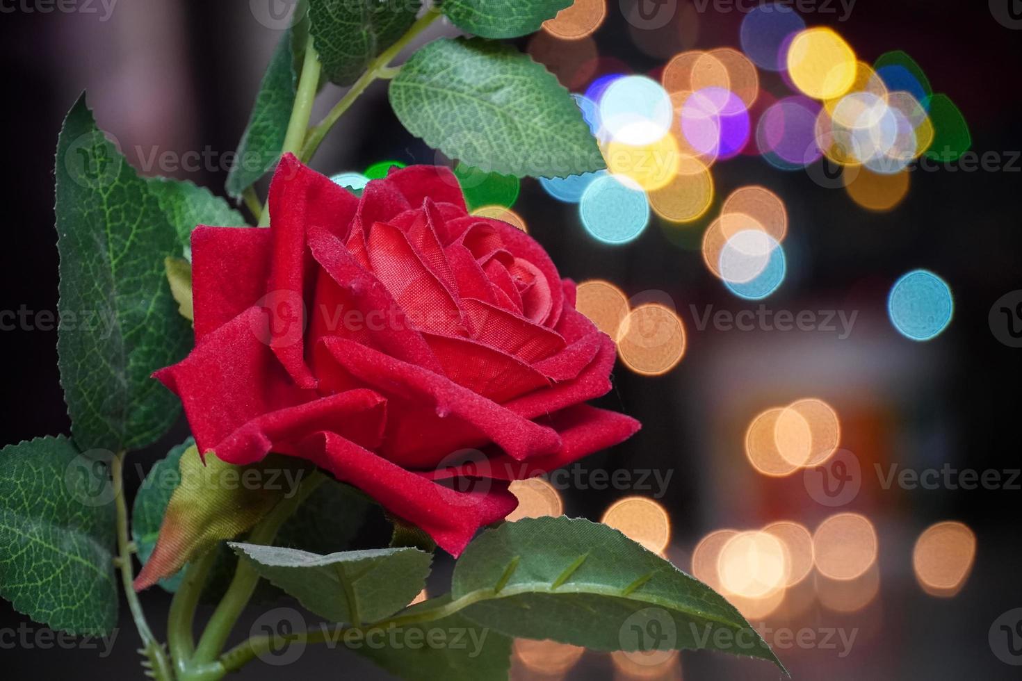 imagem de rosa vermelha com bokhe bg na noite foto