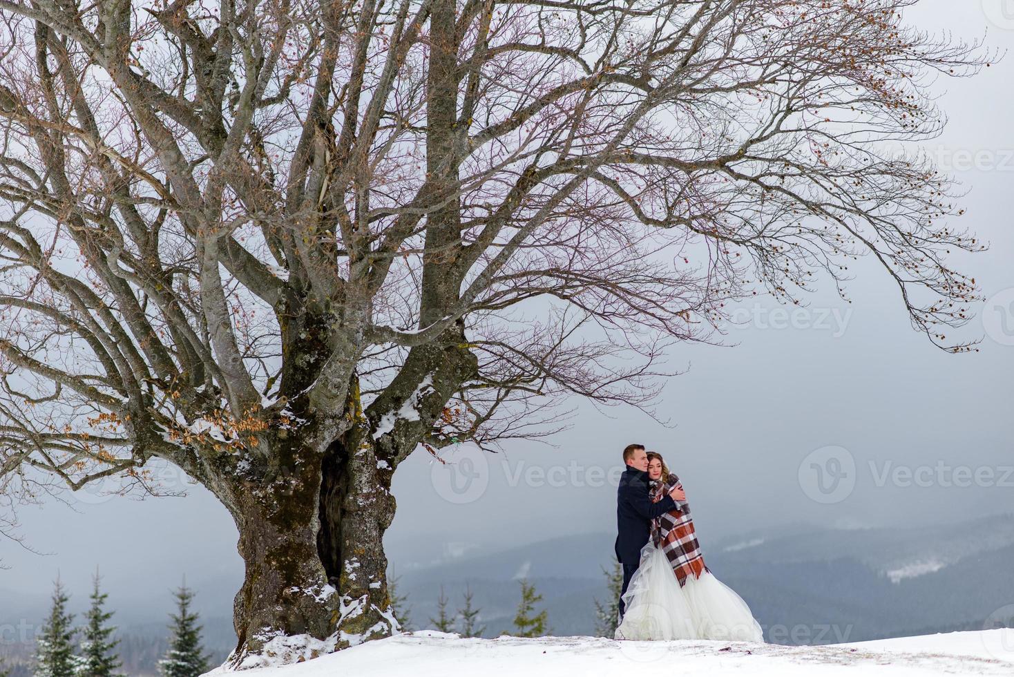 o noivo leva sua noiva pela mão para uma velha faia solitária. casamento de inverno. lugar para um logotipo. foto