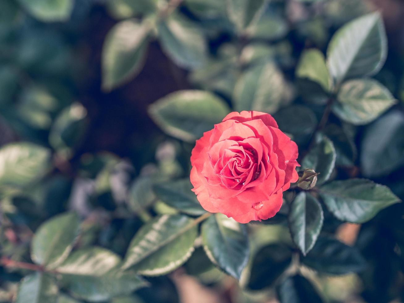 rosa vermelha, imagem de estilo vintage foto