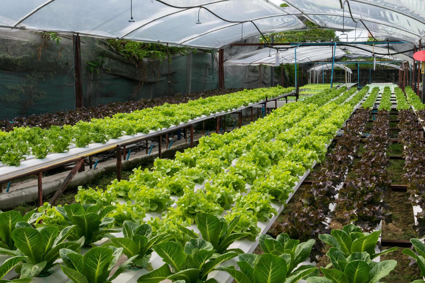 vegetais hidropônicos crescendo em estufa foto