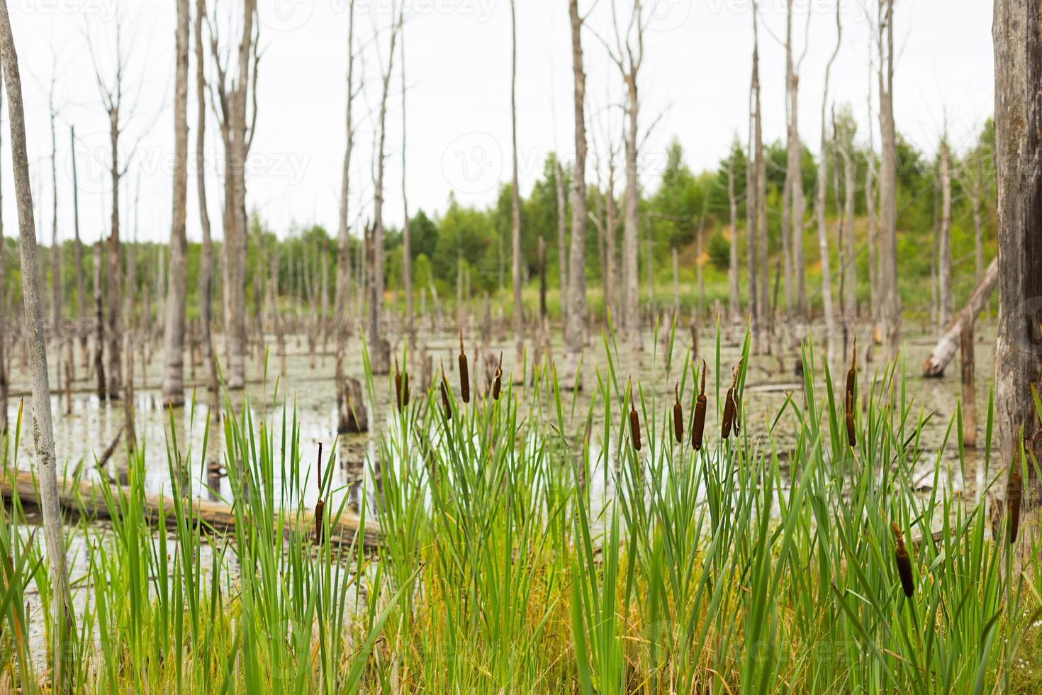 um pântano com árvores secas e mortas, troncos e taboas floridas. fundo natural foto