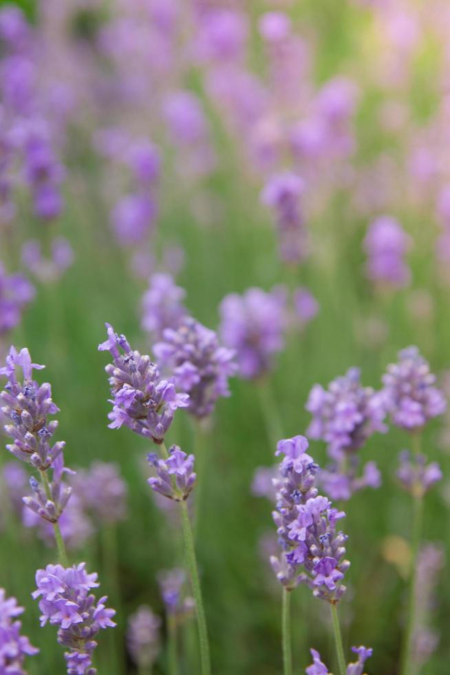 florescendo lavanda em um campo com luz solar. fundo de lavanda de verão, foto vertical