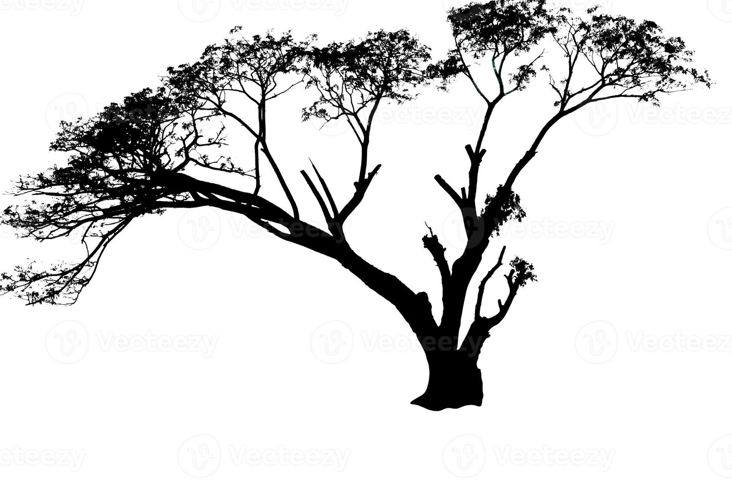silhueta de uma árvore foto