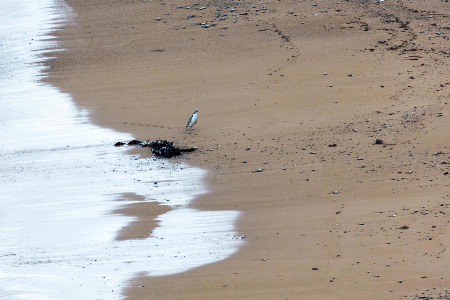 pinguim de olhos amarelos na nova zelândia foto