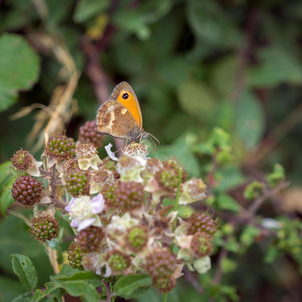 pequena borboleta de charneca descansando em um arbusto de amora foto