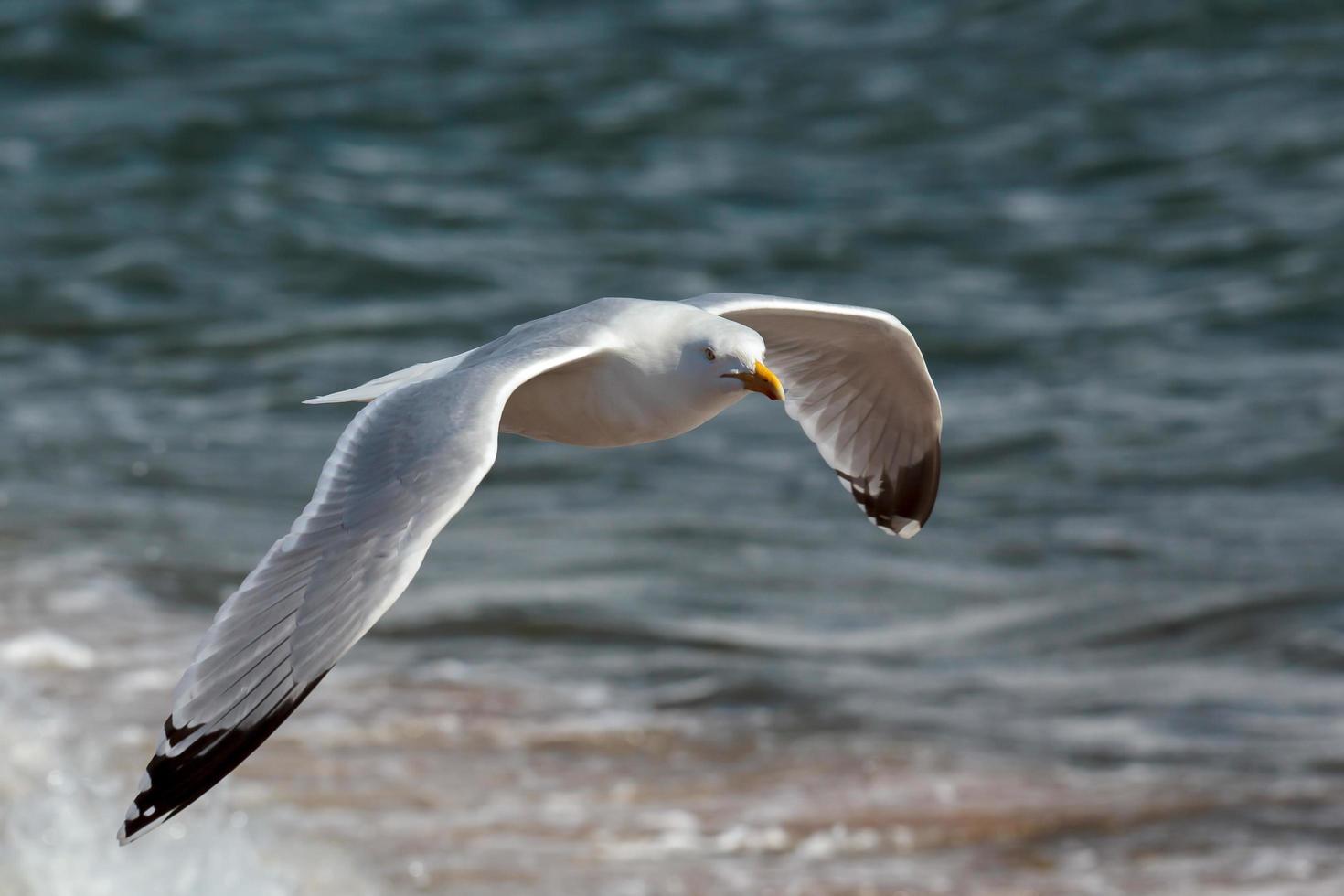 gaivota comum em voo foto