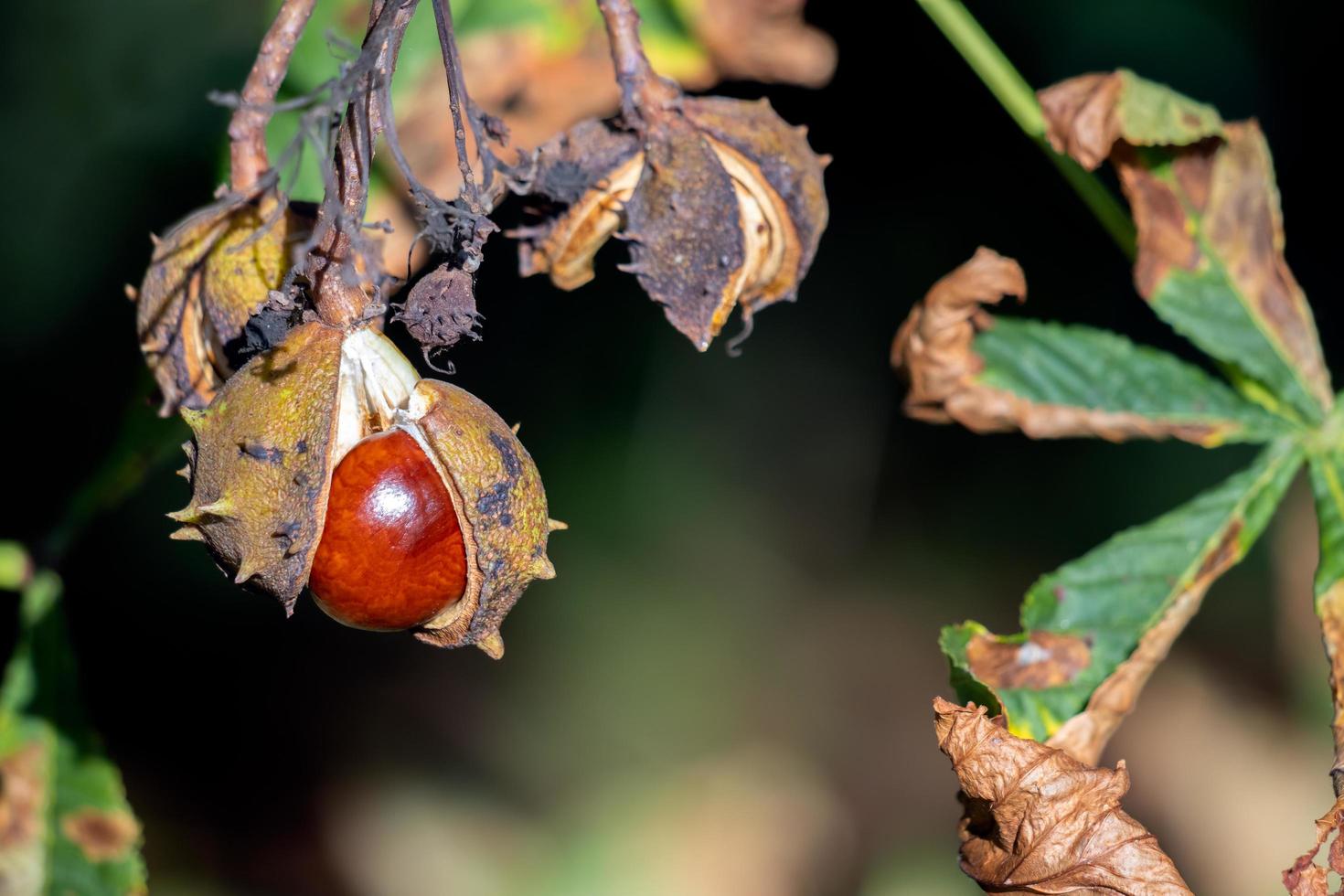 fruto maduro da castanheira-da-índia comumente chamada de conkers foto