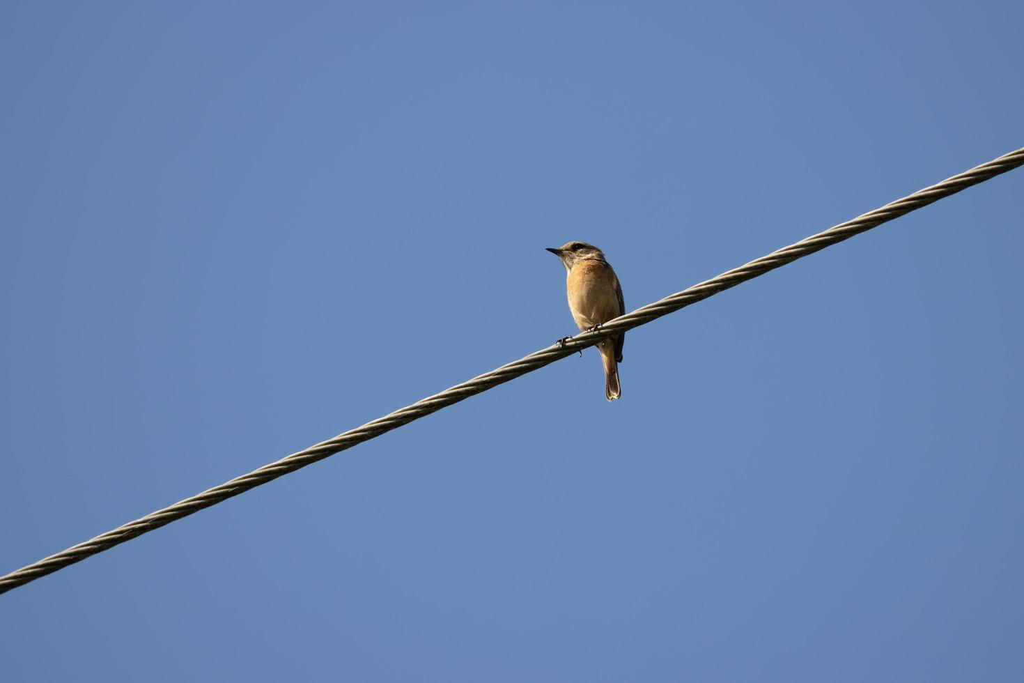 Stonechat comum feminino agarrado a um fio foto