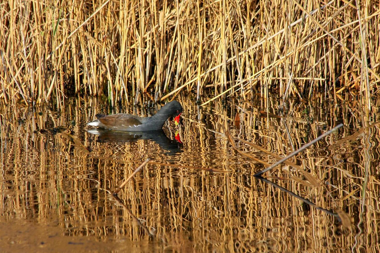 galinha-d'água banhada em luz dourada no barnes wetland trust foto