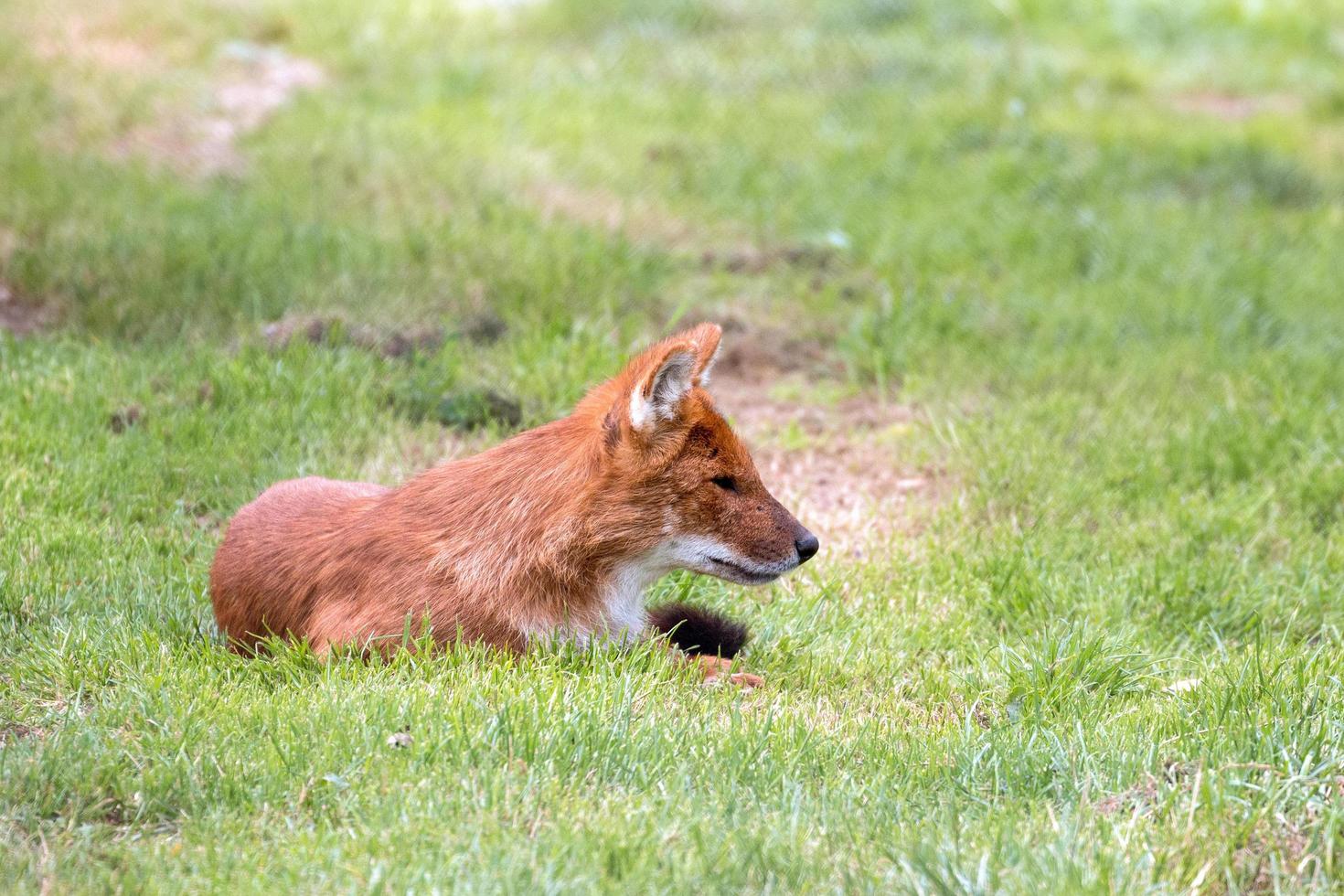 dhole também chamado de cão selvagem asiático ou cão selvagem indiano foto