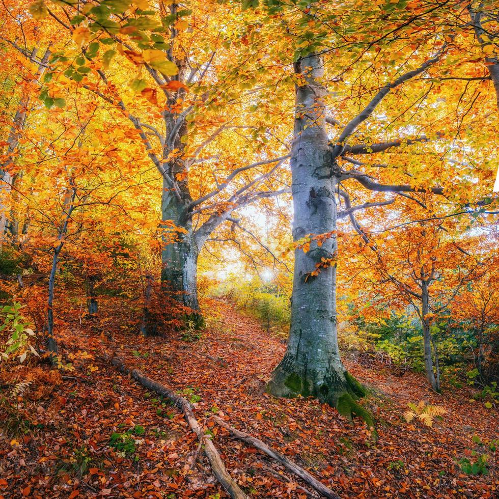 estrada sinuosa em paisagem de outono foto