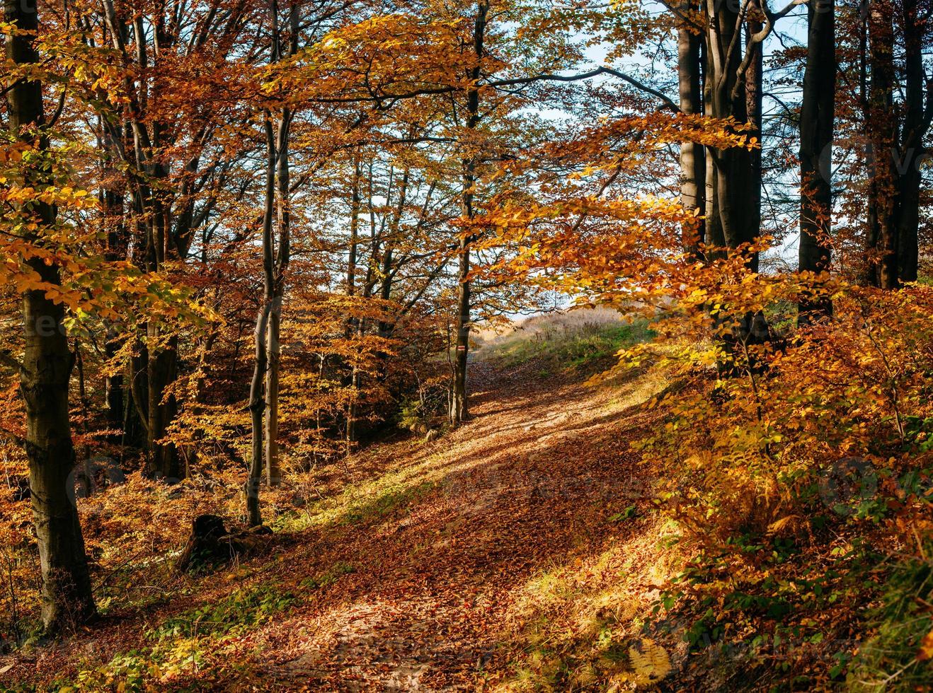 estrada sinuosa em paisagem de outono foto