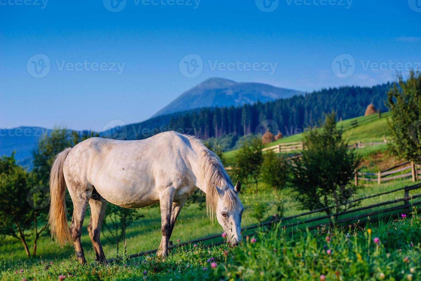 pastagem de cavalos no verão foto