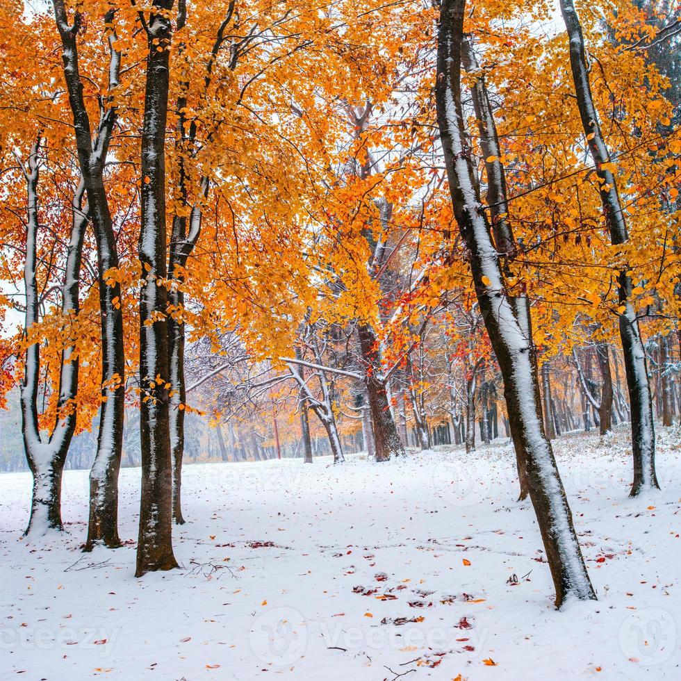 floresta com primeira neve do inverno foto