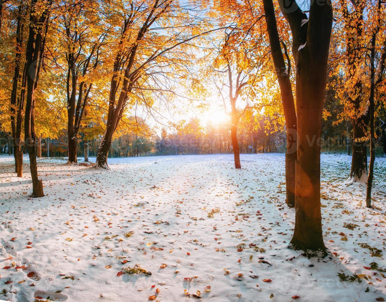 floresta de faias com a primeira neve do inverno foto