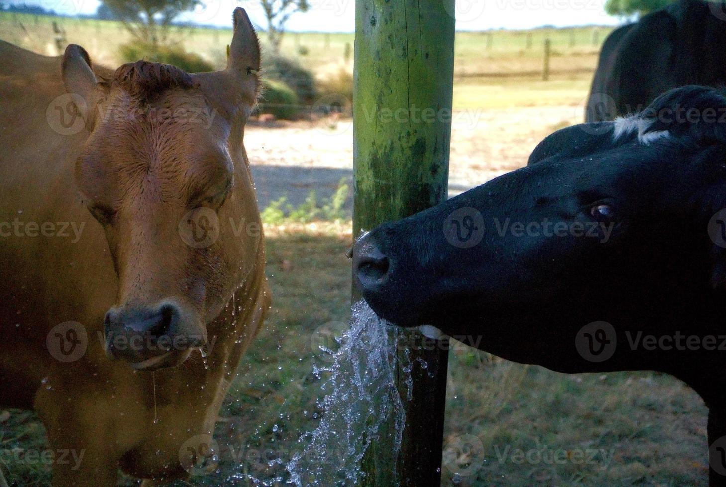 vacas se divertindo com água em um dia quente de verão foto