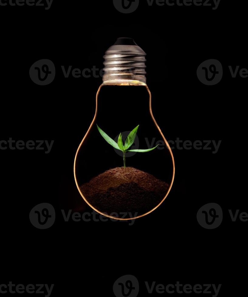 uma lâmpada com folhas verdes frescas dentro, isoladas em fundo preto. foto