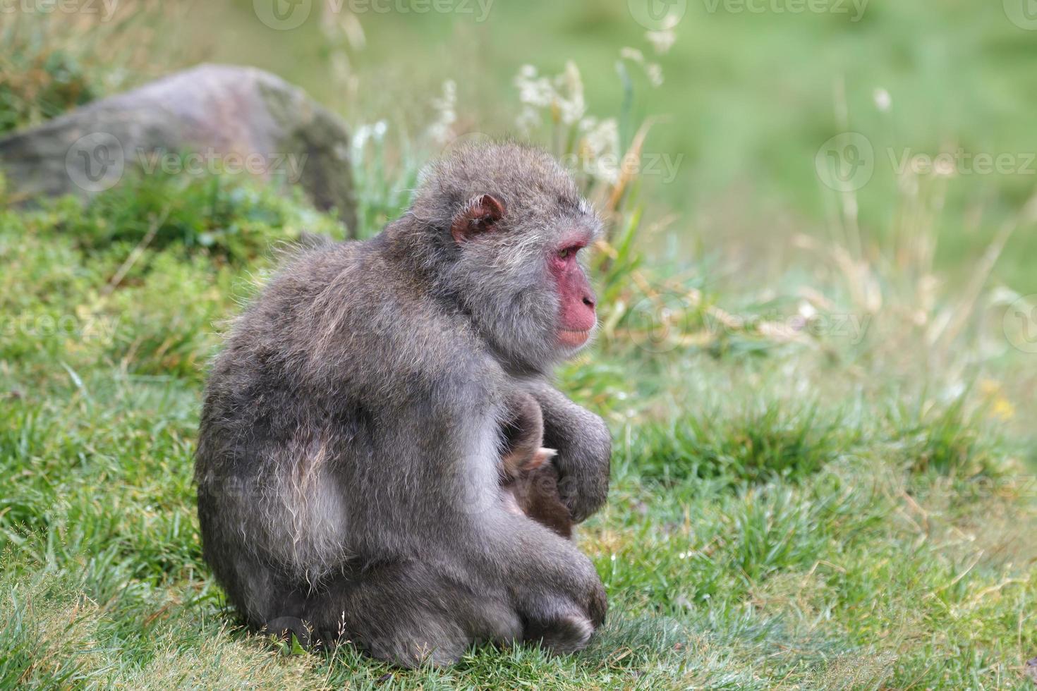 macaco japonês ou macaco de neve com bebê foto