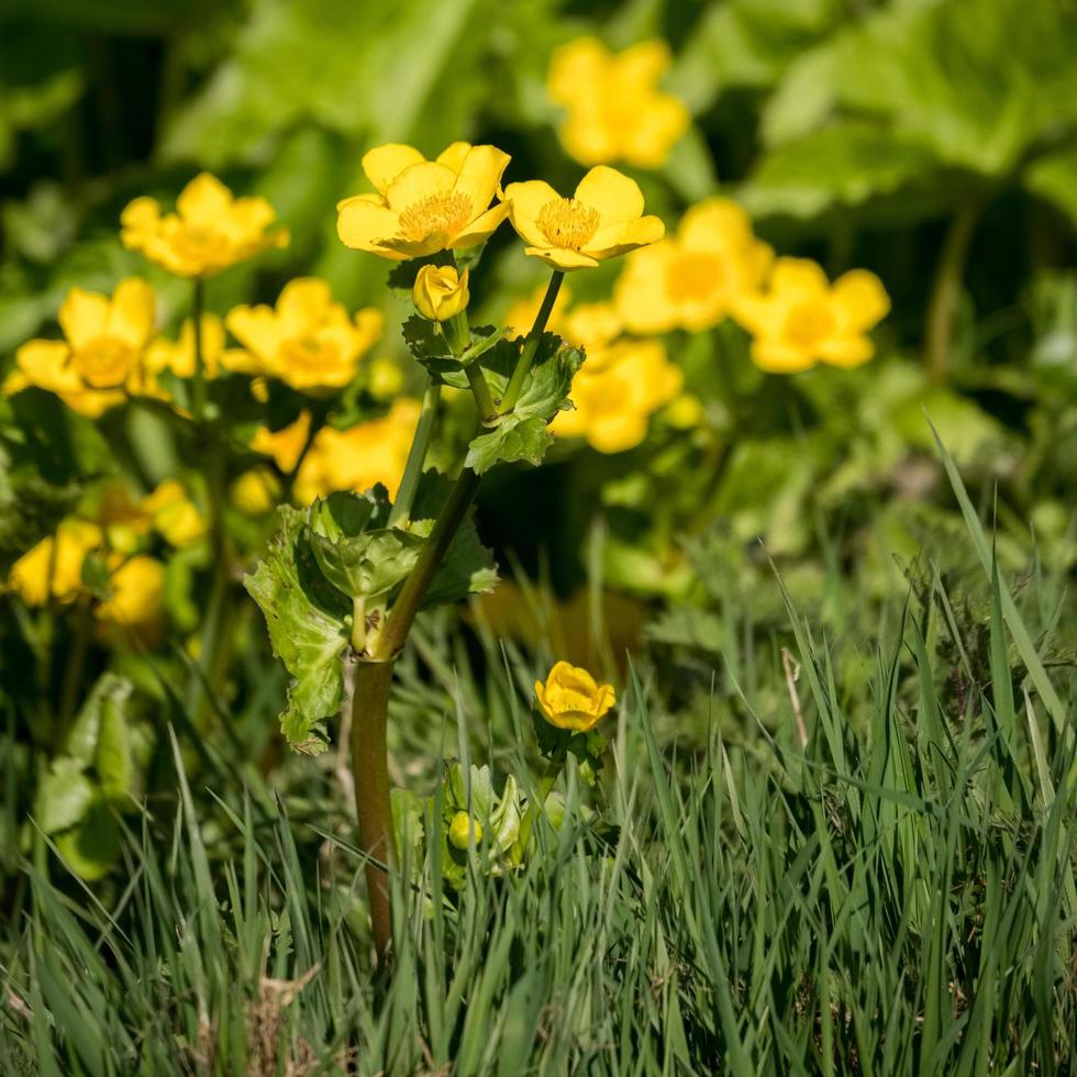 pântano calêndula floração na primavera foto