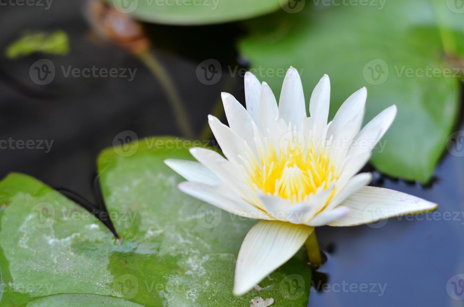 linda flor de nenúfar amarelo ou lótus na lagoa. foto