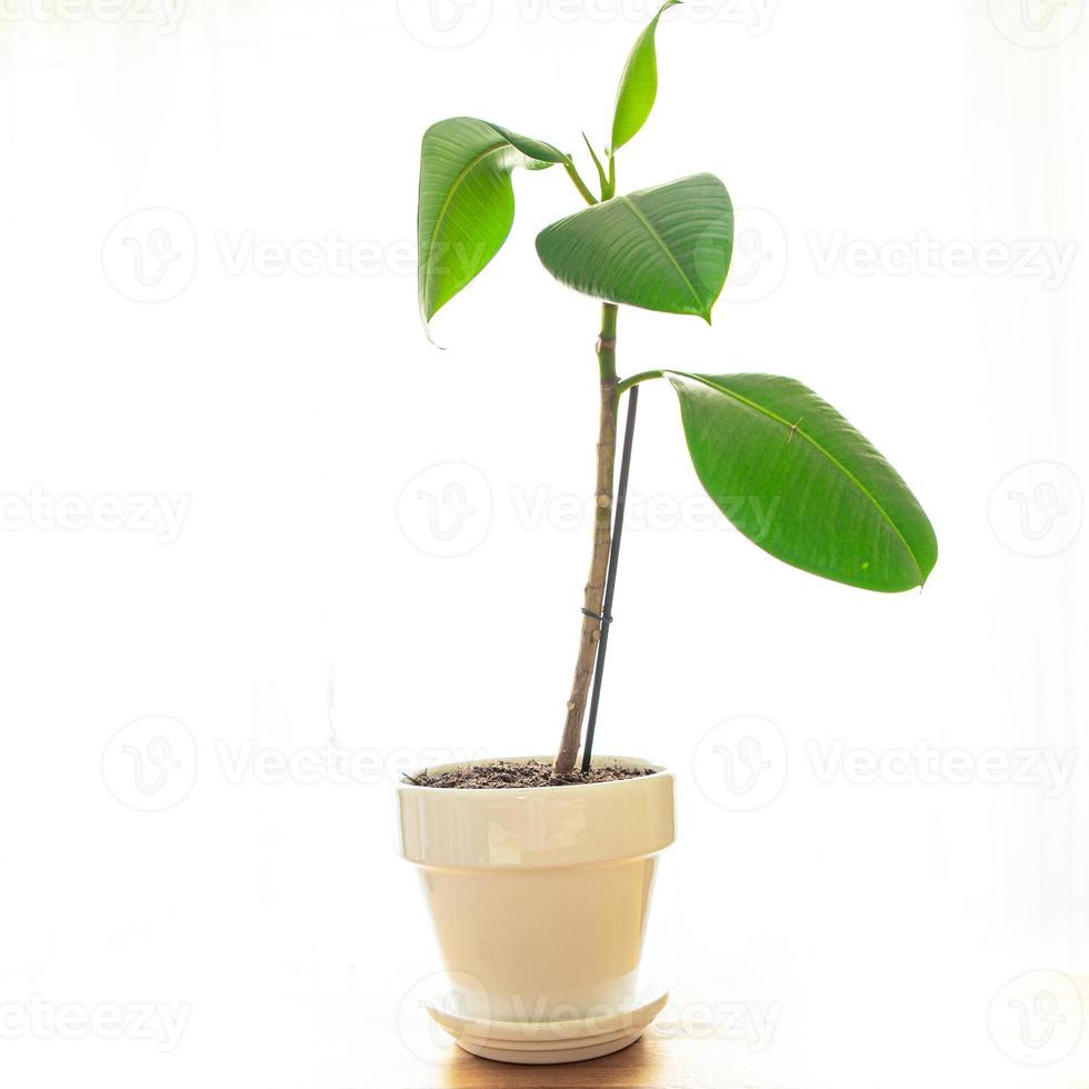 planta de interior ficus folhas verdes grandes flor de interior perene em um vaso de flores na mesa espaço de cópia foto