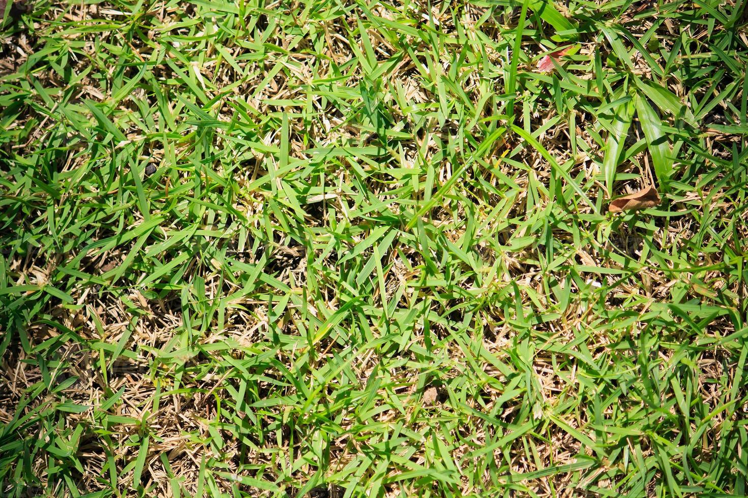 textura de grama verde foto