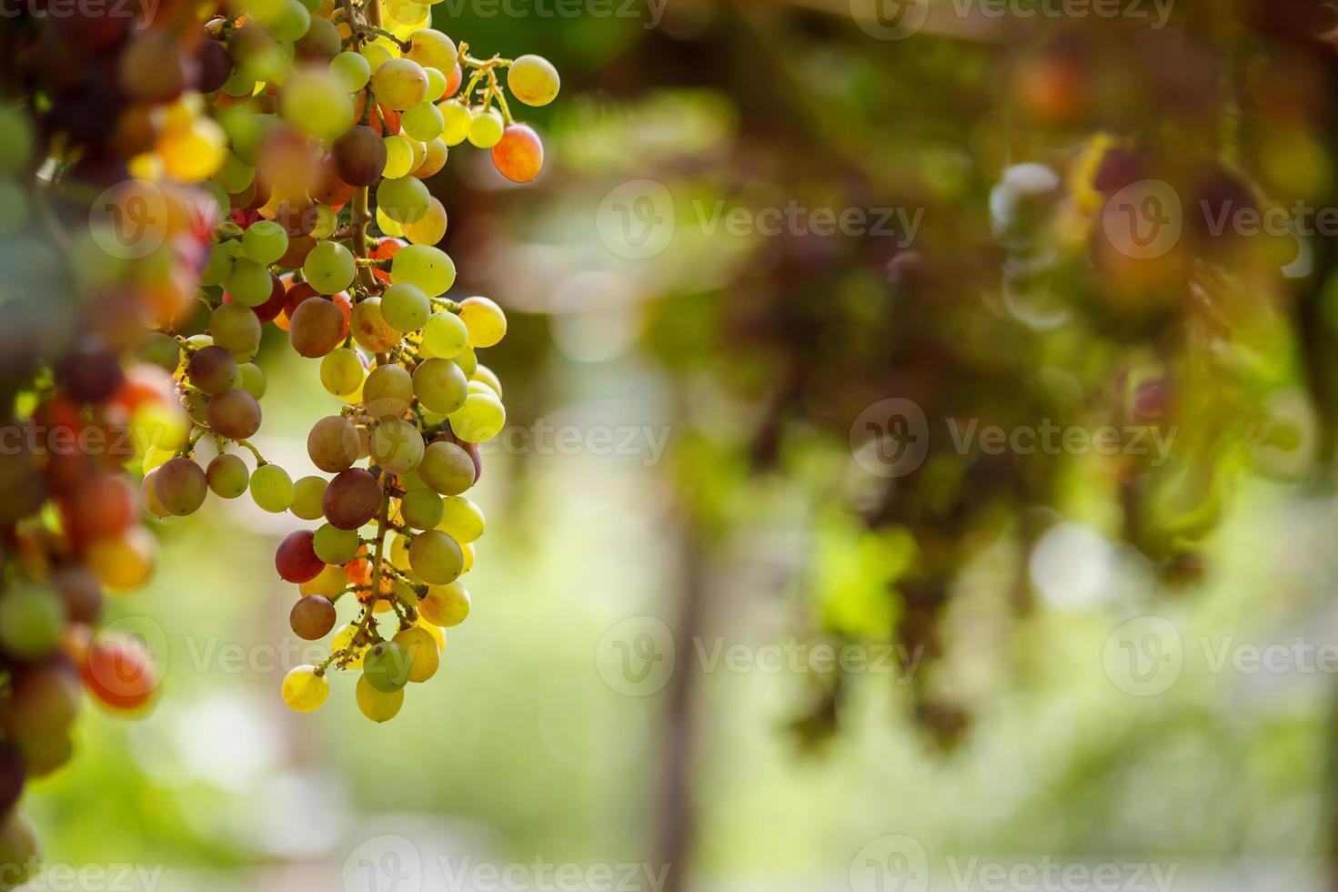 cachos de uvas para vinho tinto penduradas na videira foto