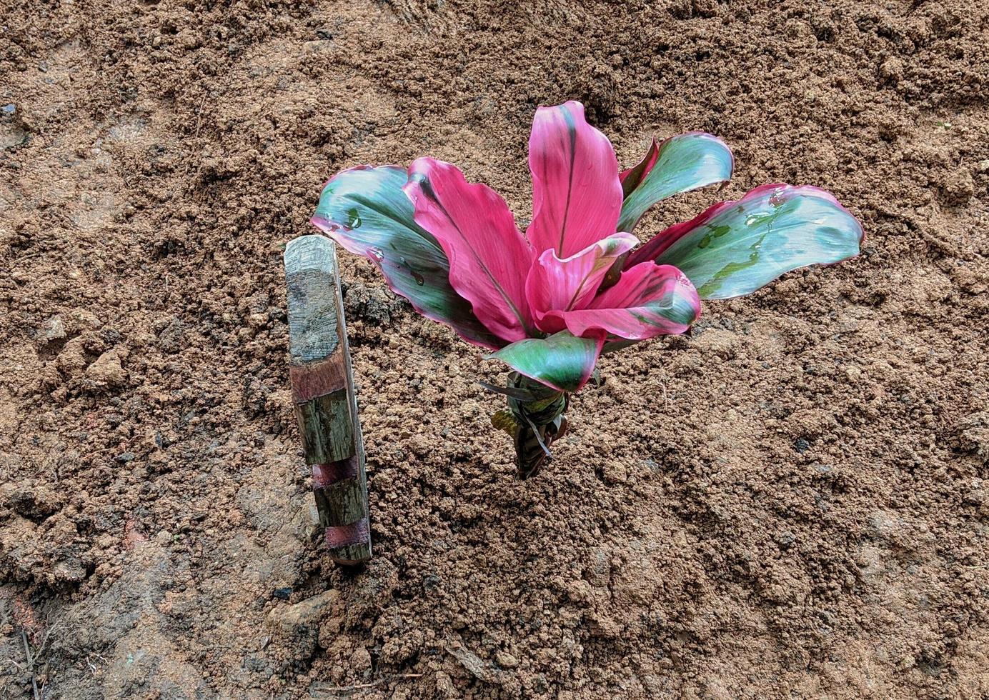 sepulturas muçulmanas indonésias com lápides e flores. foto