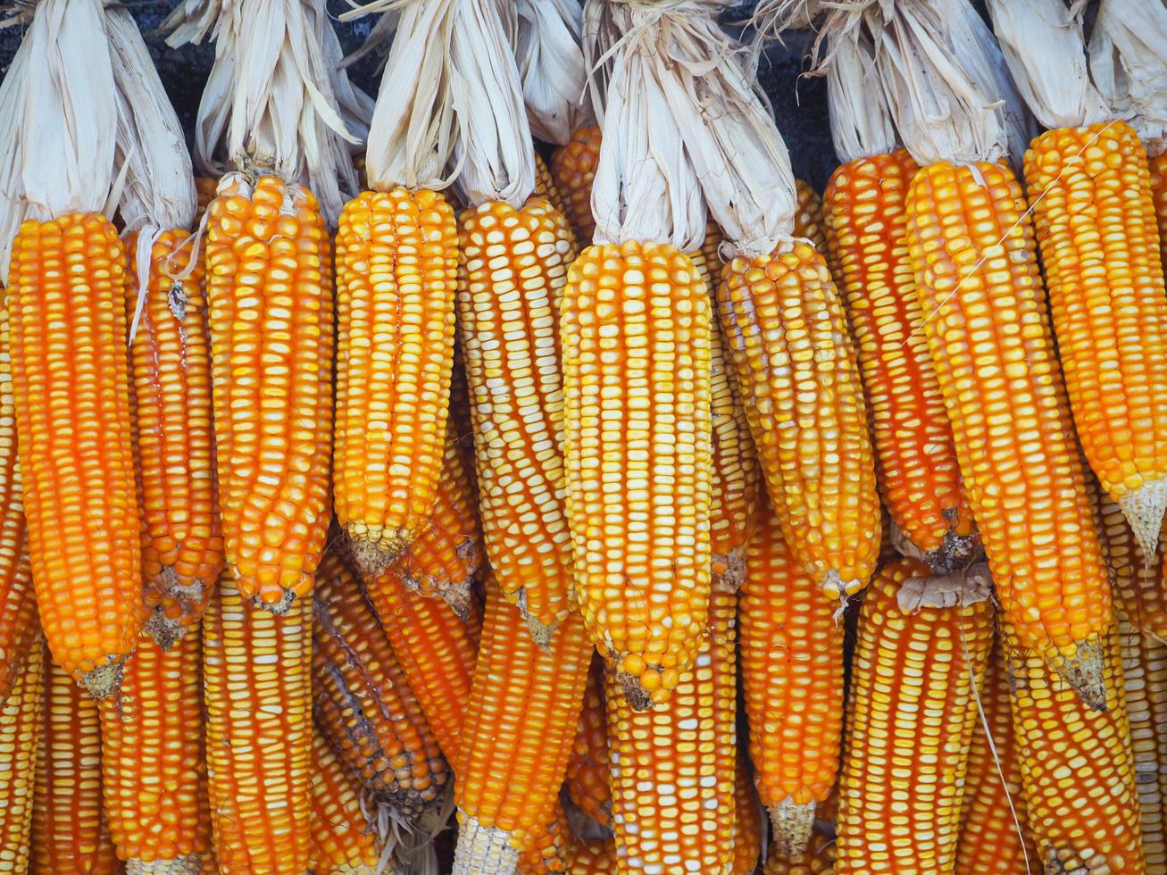 close-up de espigas de milho secas maduras penduradas foto