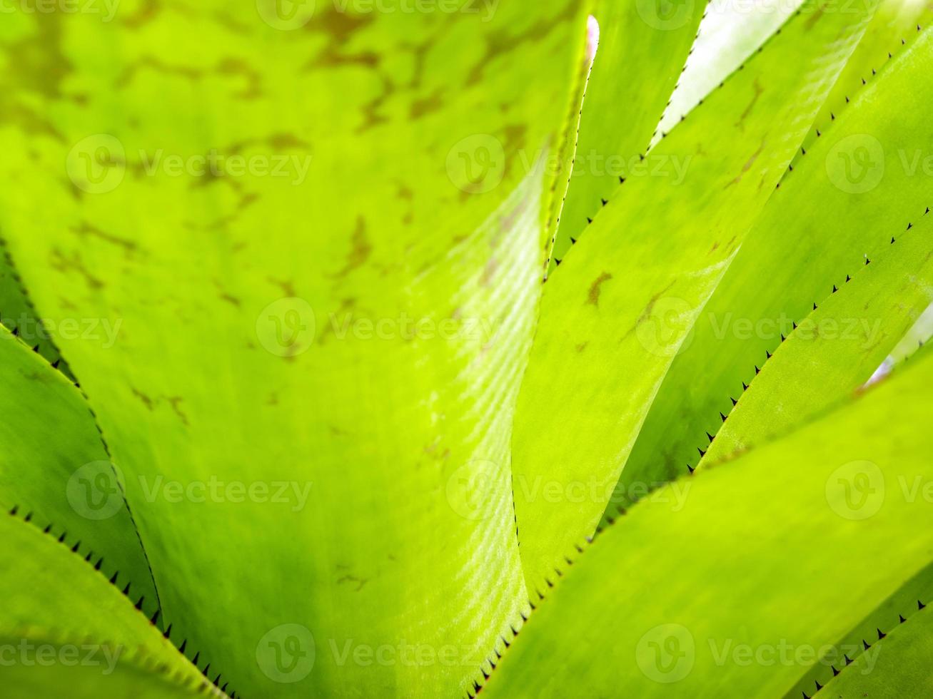 detalhe textura e espinhos na borda das folhas da bromélia foto