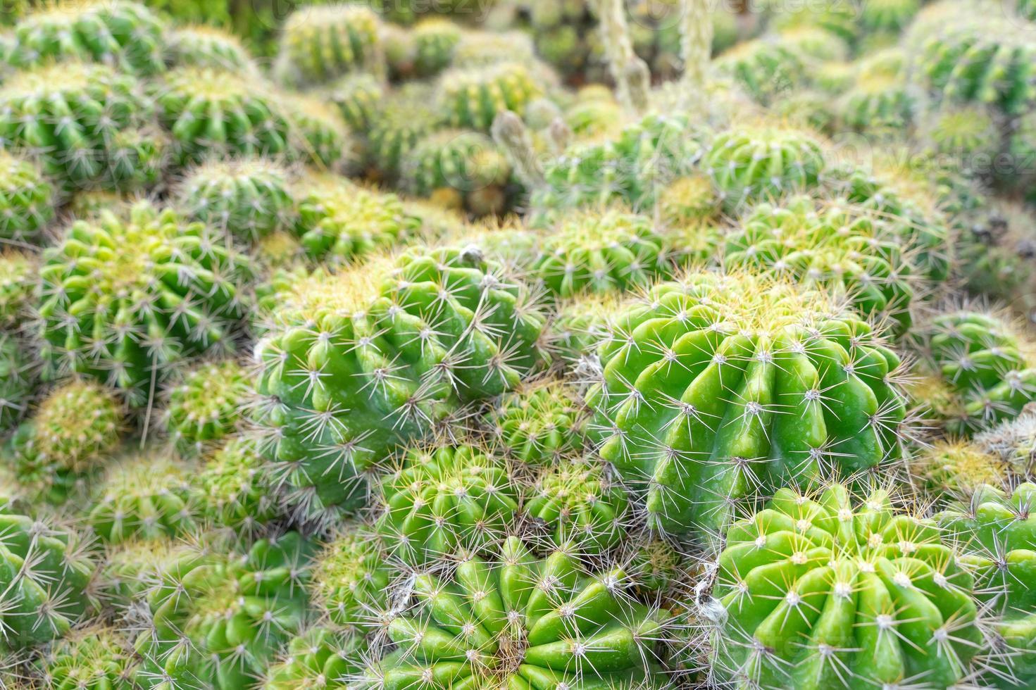 lindo cacto no jardim. amplamente cultivada como planta ornamental. foto