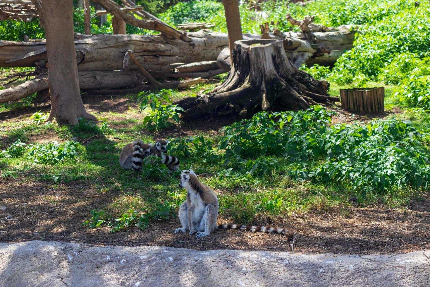 lemur definindo no chão foto