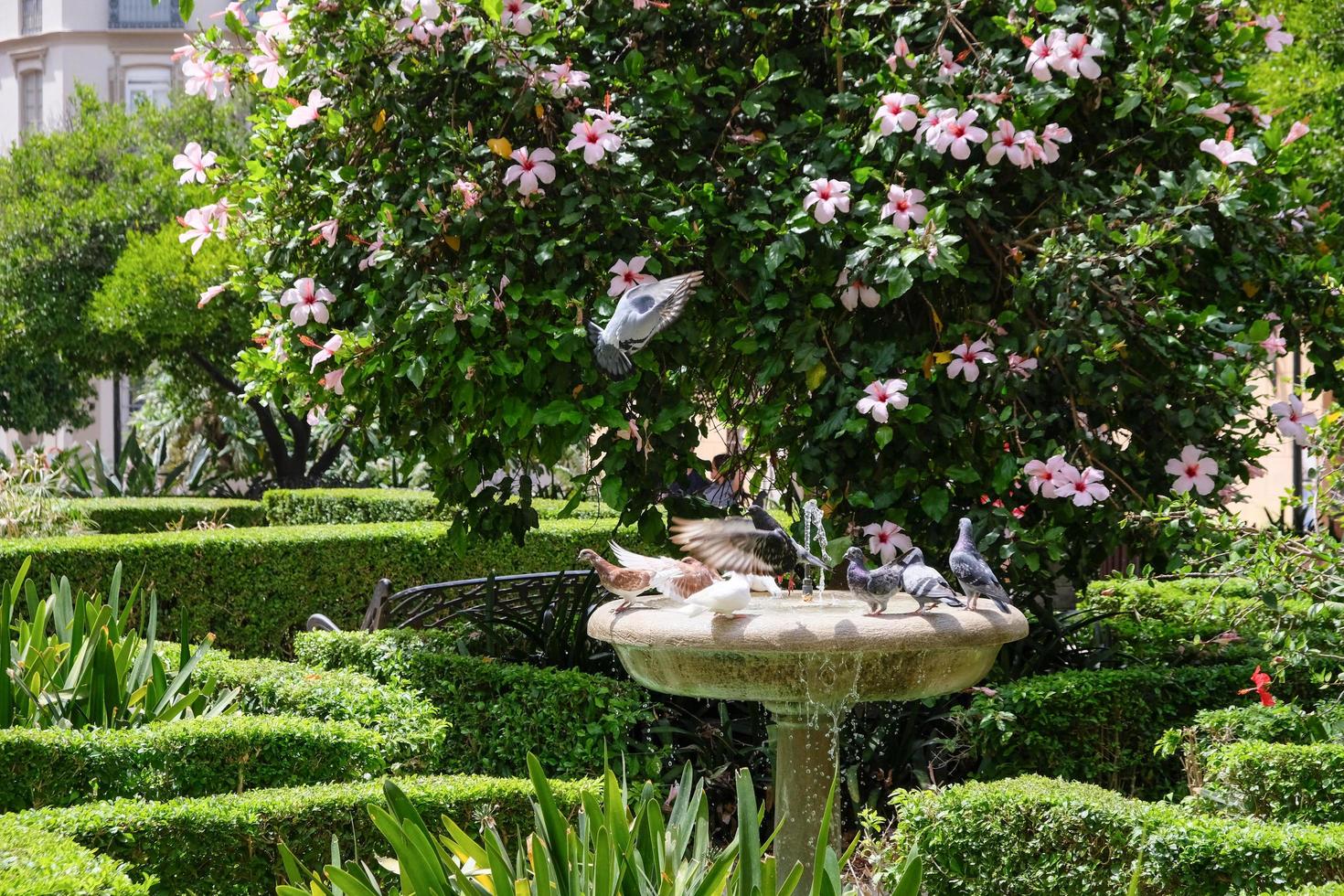 málaga, andaluzia, espanha, 2017. vista dos jardins fora da catedral foto