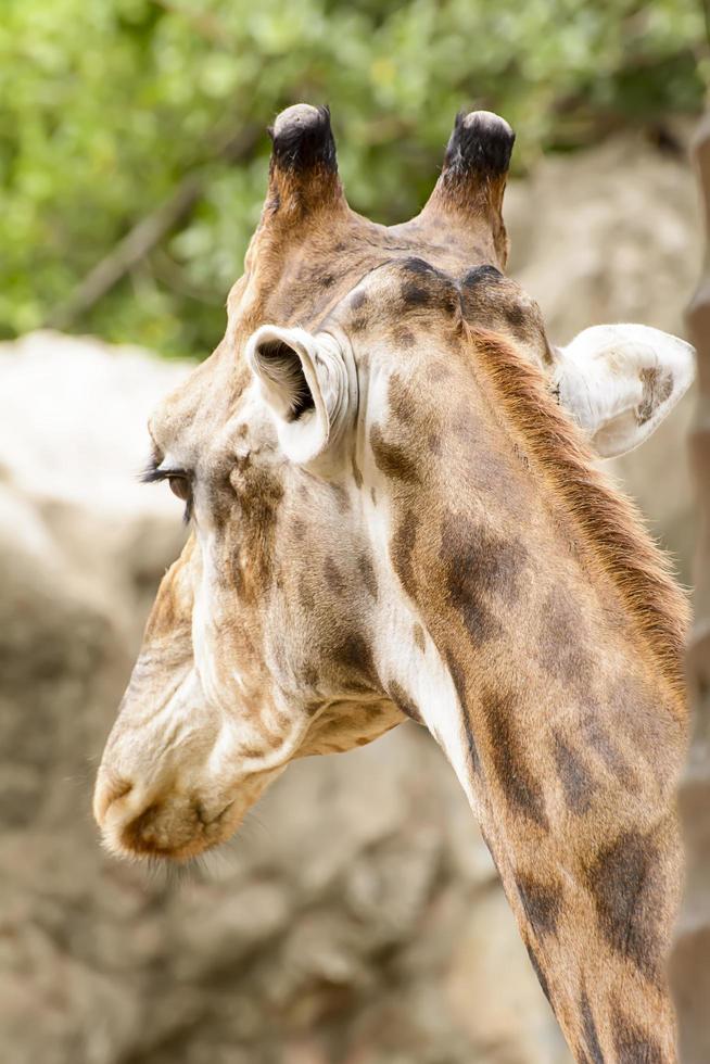 um close de girafa em um zoológico foto