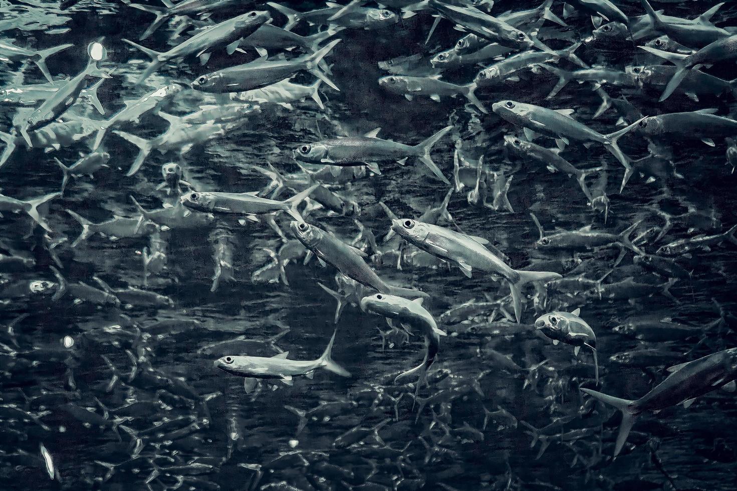 foto áspera com conceito preto e branco, muitos peixes em um mega tanque em um ponto turístico
