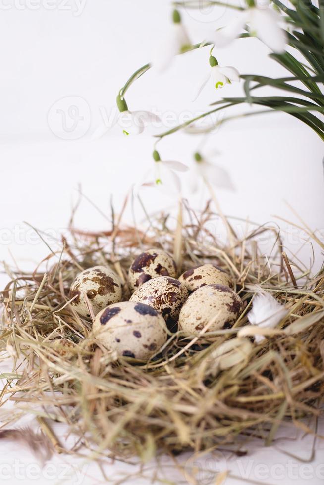 composição de páscoa com flores snowdrop e um pequeno ninho com ovos de codorna em um fundo branco de madeira foto