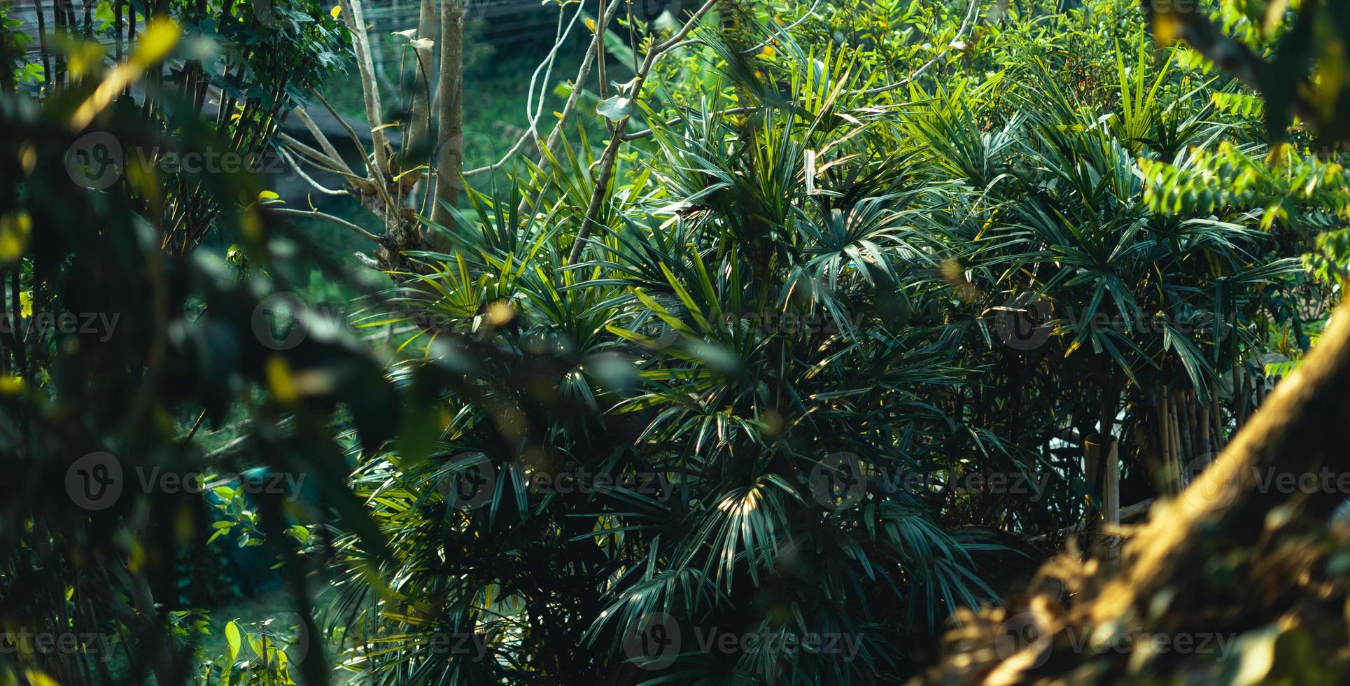 folhas verdes na natureza na noite de verão foto