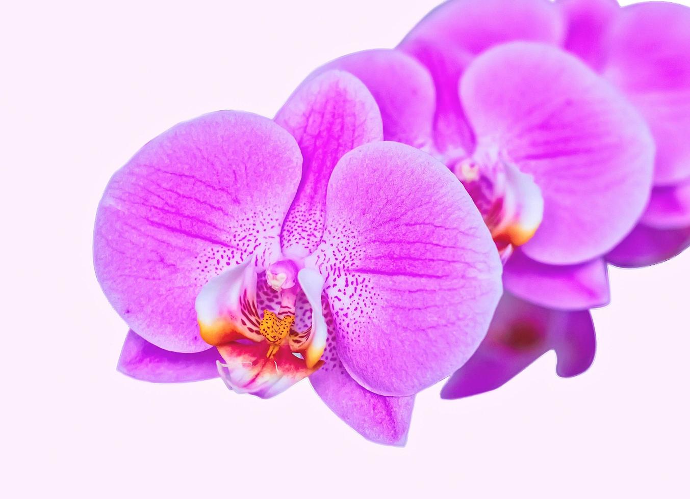 linda orquídea em fundo rosa. phalaenopsis em flor foto