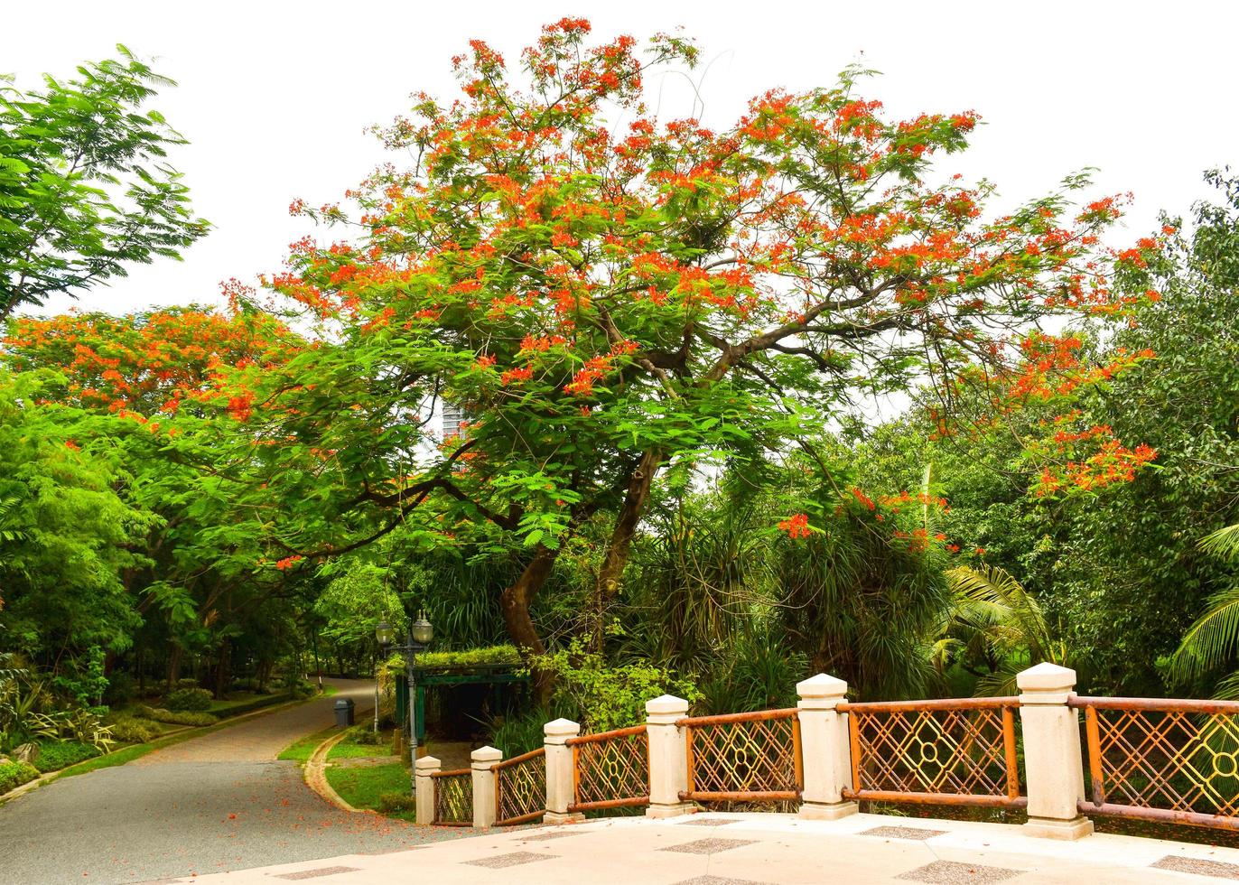 noiva e árvore flores de laranja no parque chayuchak public bangkok tailândia jpg foto