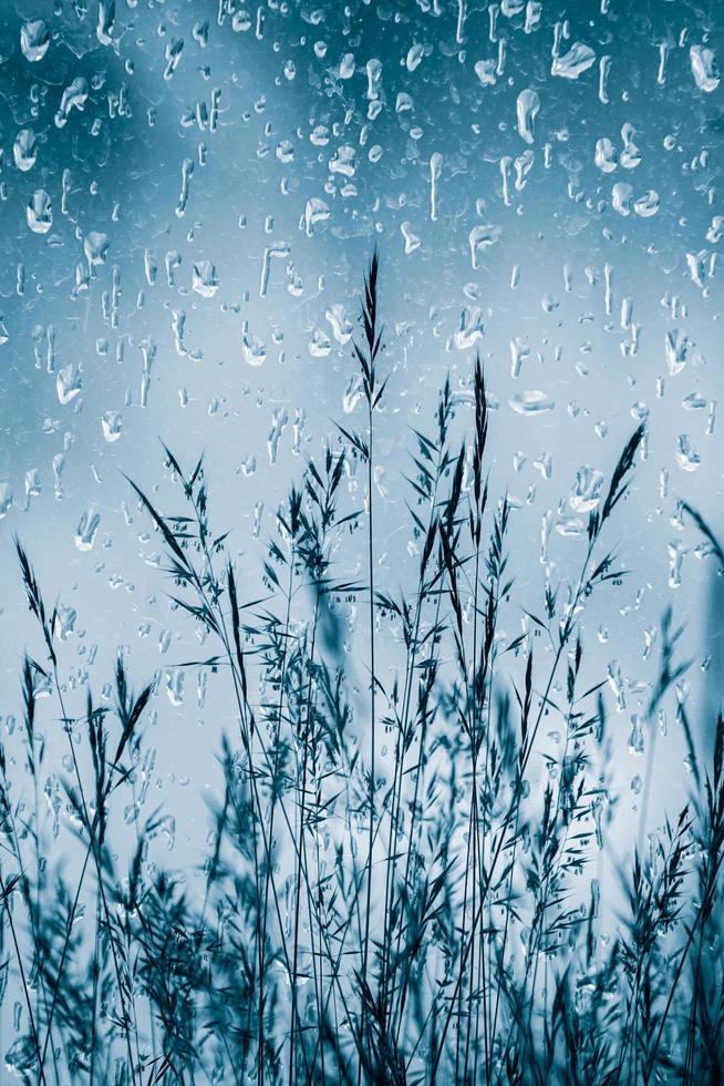 gotas de chuva e flores em dias chuvosos na primavera foto