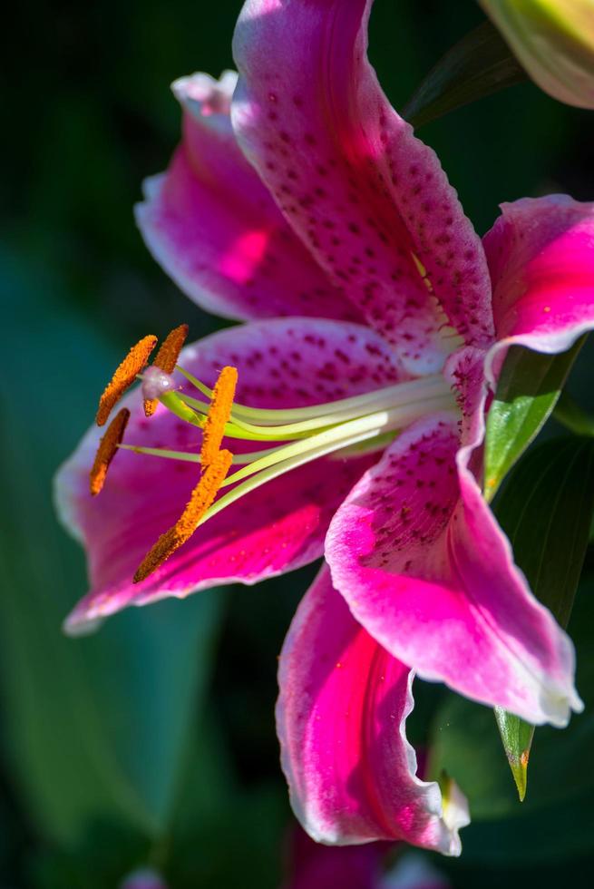 lírio manchado rosa florescendo em sussex foto