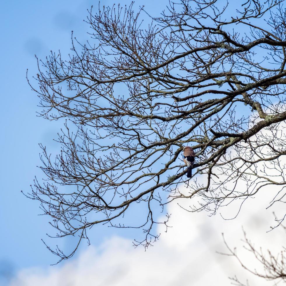 eurasian jay empoleirado em uma árvore foto