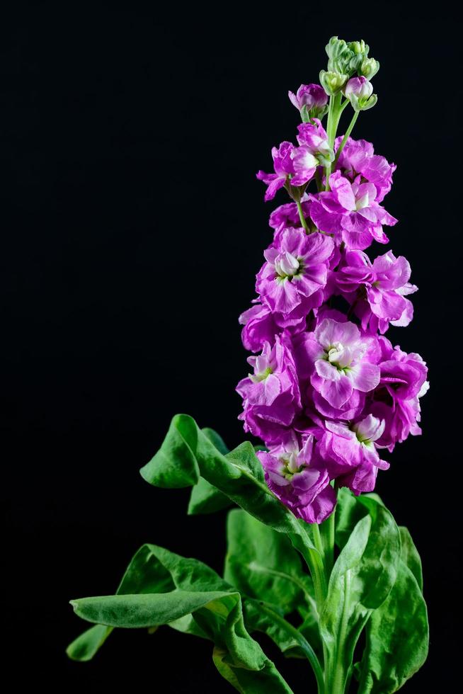 close-up de uma única flor de verbascum magenta foto