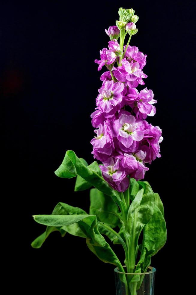 flor de verbascum única magenta foto