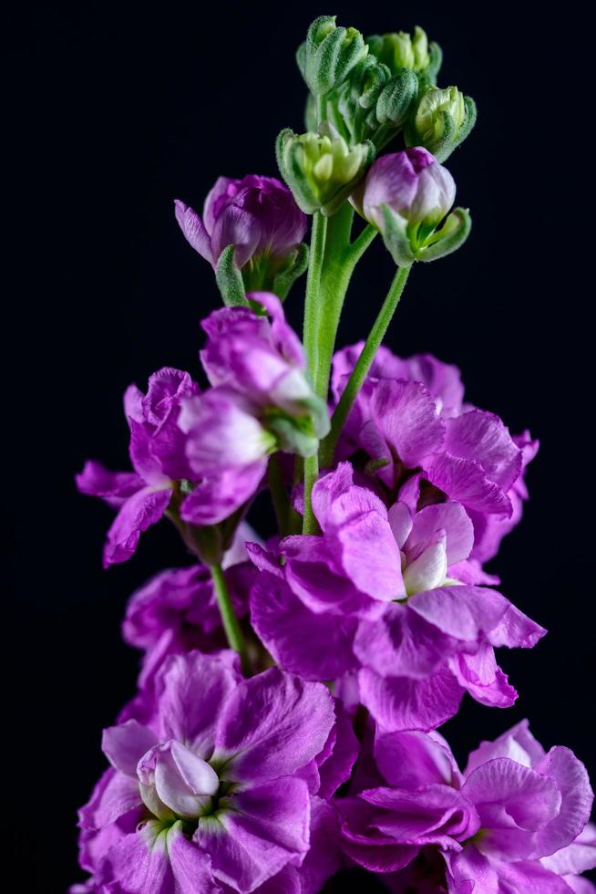 close-up de uma única flor de verbascum magenta foto