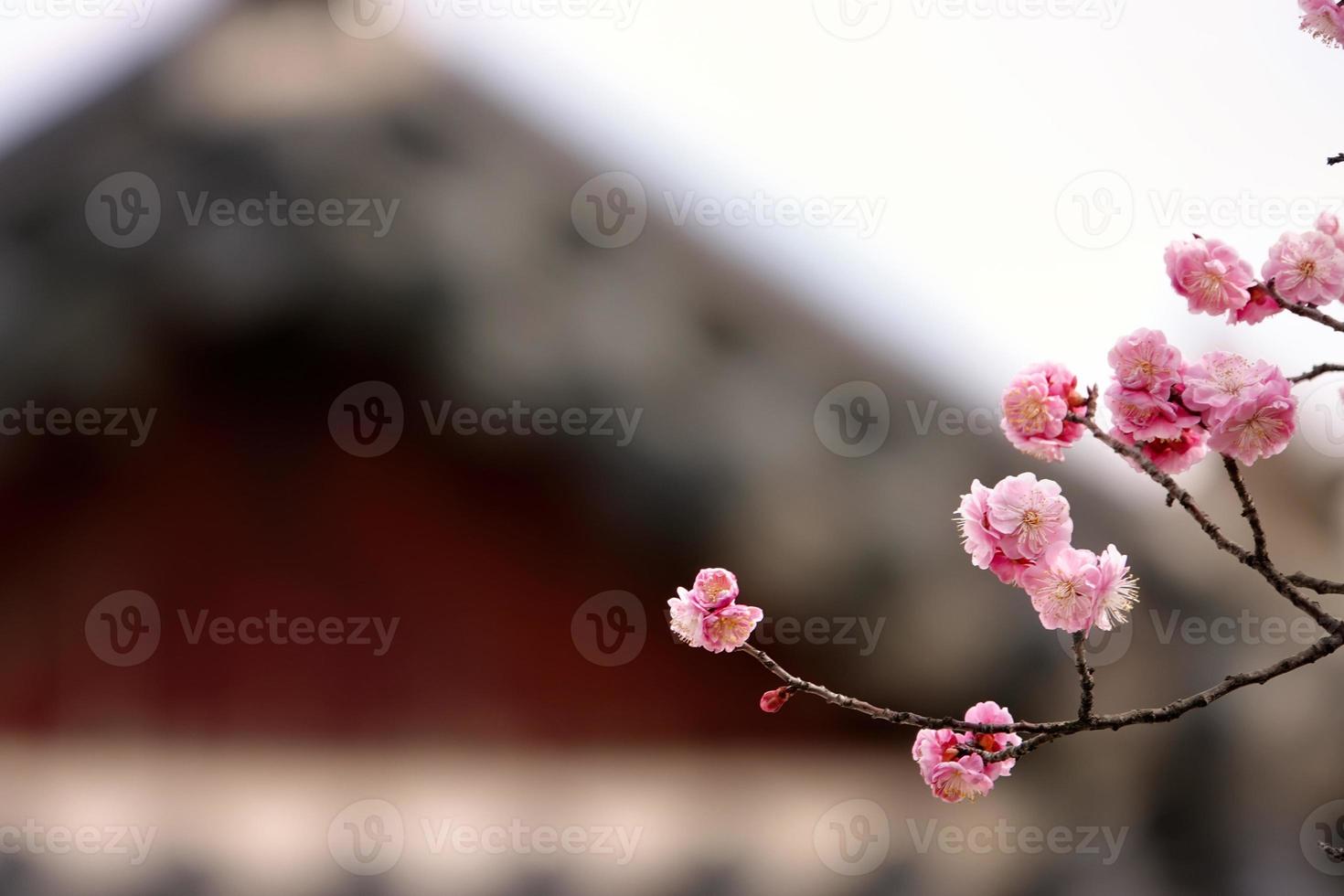 ameixa de flor de primavera, uma flor de ameixa desabrochando foto