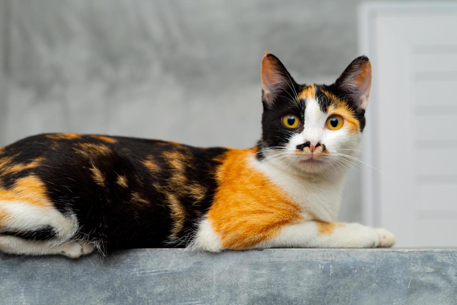 três gatos coloridos sentados em uma parede de gesso loft. foto