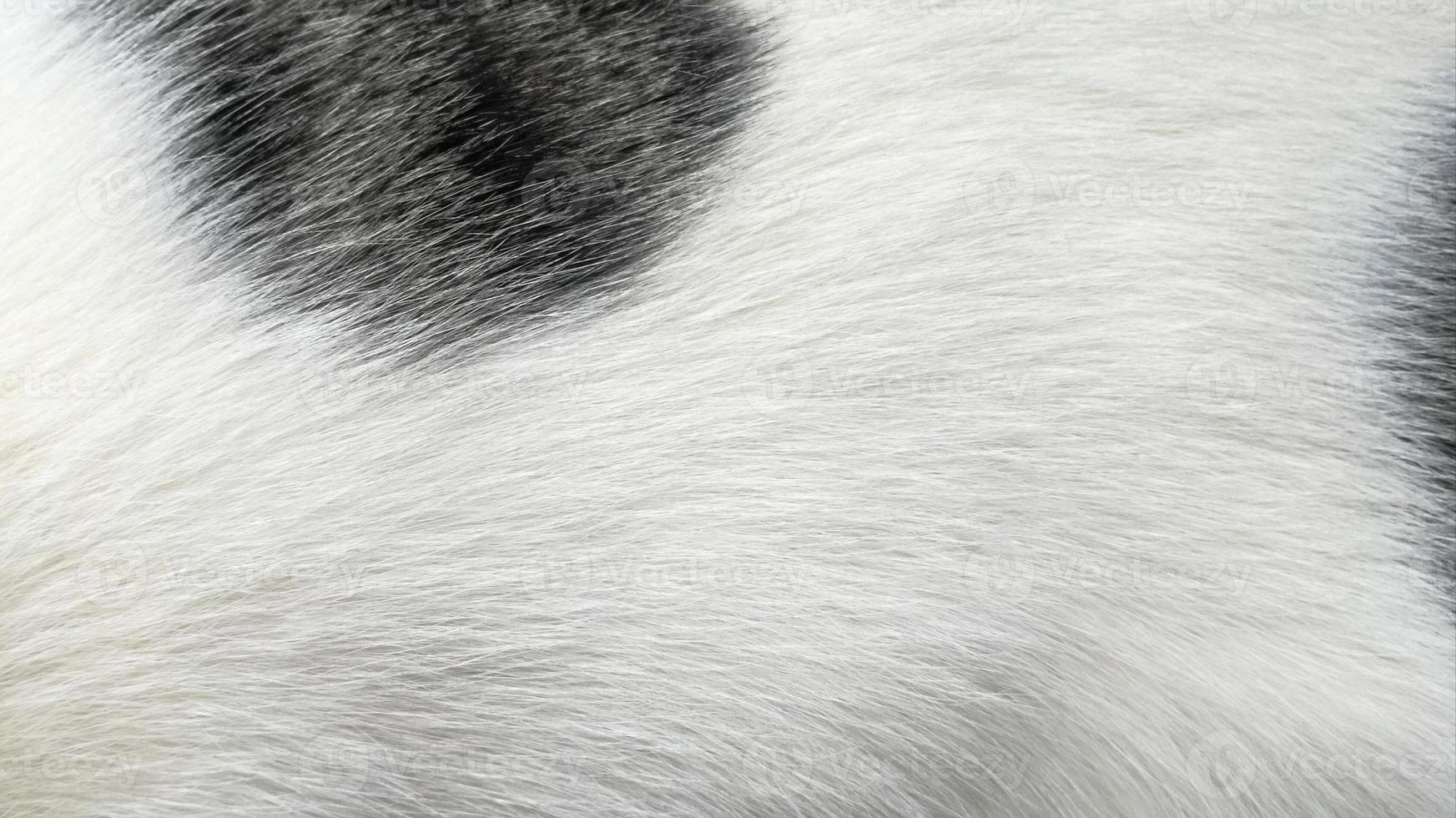 pele de gato branco e preto para fundo, fundo de textura de lã. foto