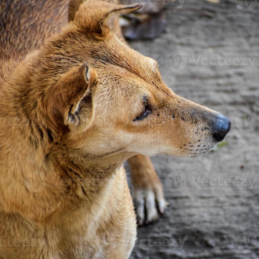 cachorro de rua em busca de comida incrível, cachorro na área de velha delhi chowk em nova delhi, índia, fotografia de rua de delhi foto