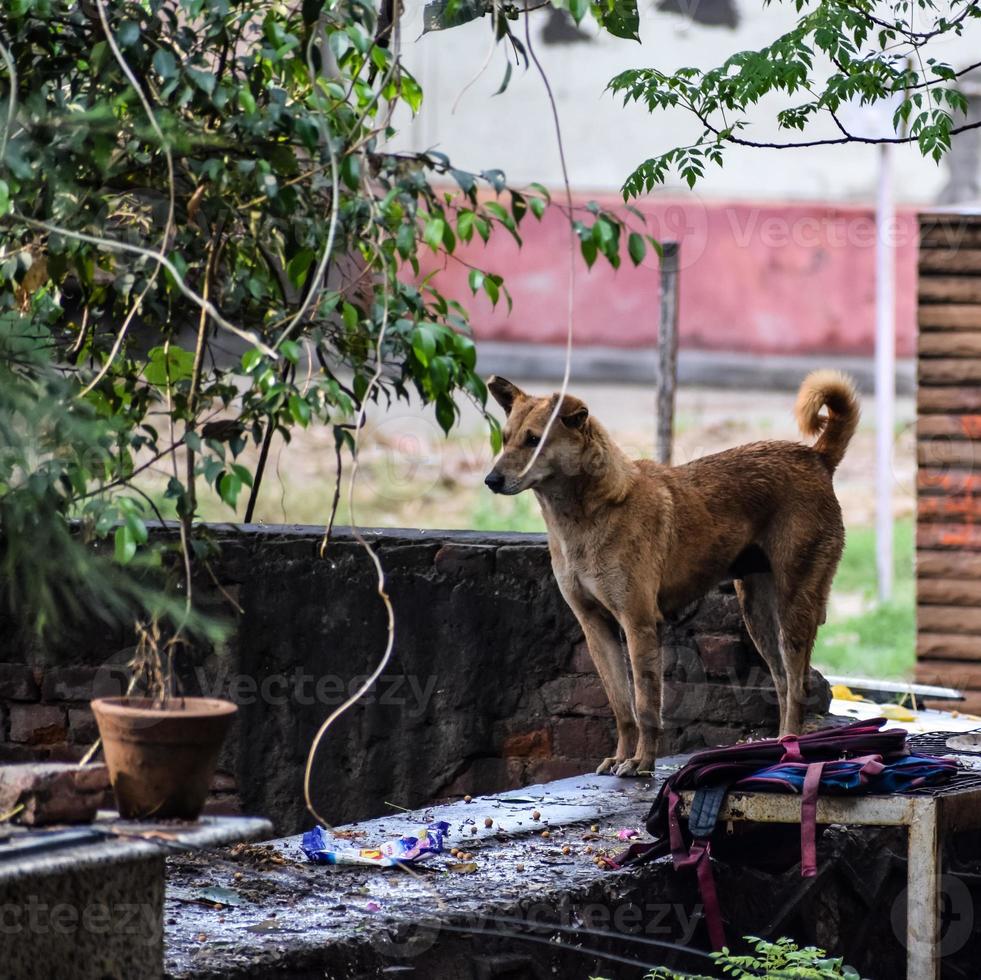 cachorro de rua em busca de comida incrível, cachorro na área de velha delhi chowk em nova delhi, índia, fotografia de rua de delhi foto